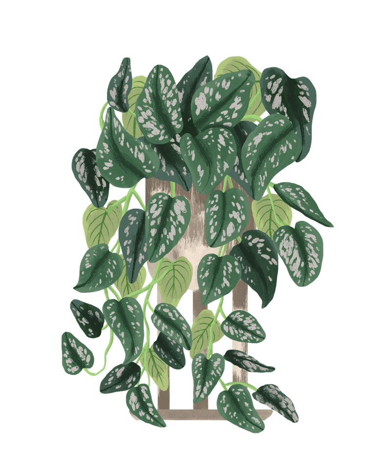 Satin Pothos Plant Care Guide